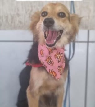 Família procura por Lilica, que fugiu de casa na noite desta quarta-feira (4)